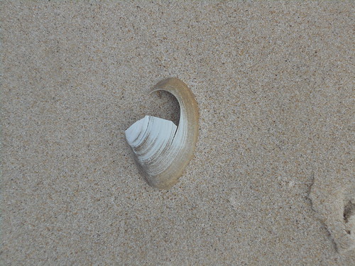 shell (1)