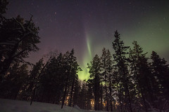 Auroras Boreales en el bosque de abetos de Saariselka Laponia Finlandesa