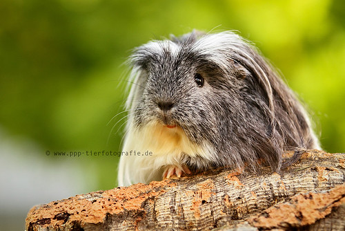 guinea pig by Partridge-PetPics