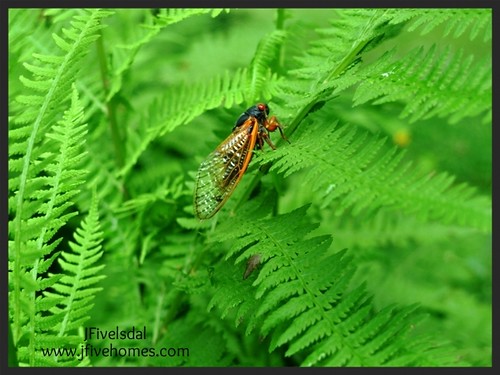9197459650 c2cb9b73af Cicada in my fern garden
