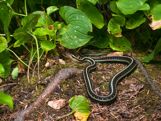 Unidentified snake
(garter sp?)