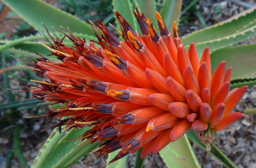 Aloe sp. Ribaue - raceme by tonrulkens