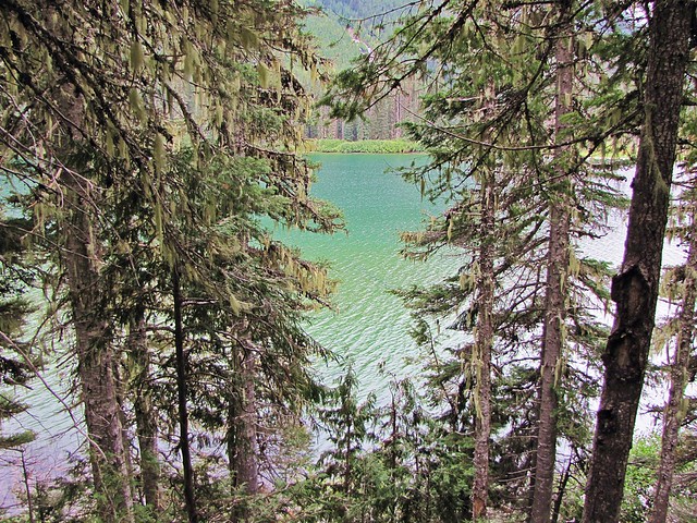lake view through the trees
