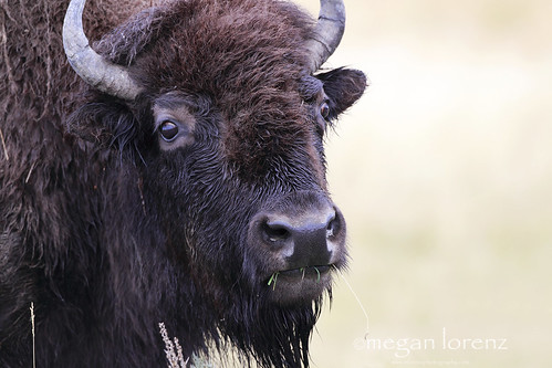 American Bison by Megan Lorenz