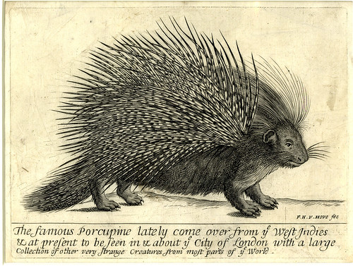Frederick Hendrik Van Hove, The famous Porcupine, engraving,