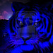 #Dark #Blue #Tigers by Bluedarkat on @deviantART