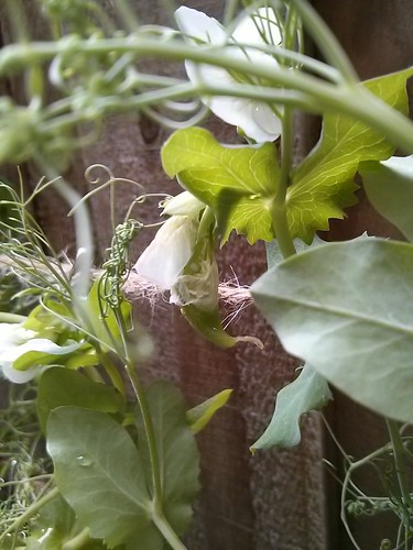 Sugar peas growing