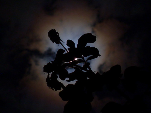 Moonlight rose