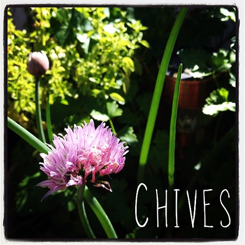 Garden Alphabet: Chives (Allium schoenoprasum) | A Gardener's Notebook with Douglas E. Welch