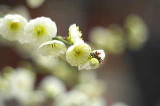 The flower of plum in Ohatsu Tenjin Shinto Shrine No.2.