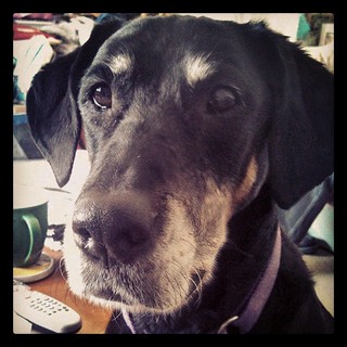 "what are you eating Mama? I haz sum?" #dogstagram