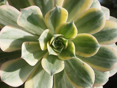 Los Angeles Cactus & Succulent Society 13th Annual Show and Plant Sale - 54