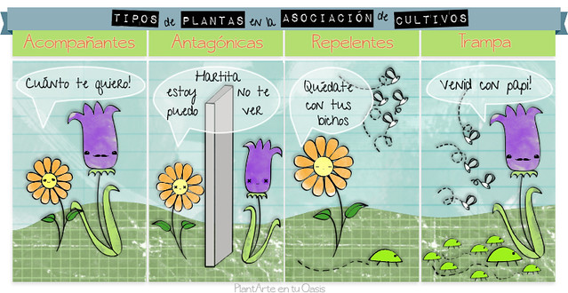 Tipos de Plantas en la Asociación de Cultivos