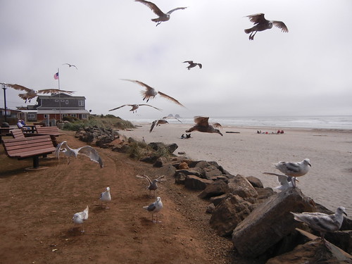 7-9-13 Beach seagulls