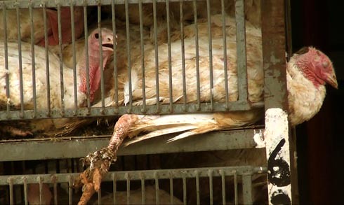 זוגלובק - רגל של תרנגול הודו כלואה מחוץ לסורגים