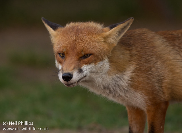 red fox_-19