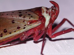 Lantern Bugs - Family Fulgoridae / Dictyopharidae