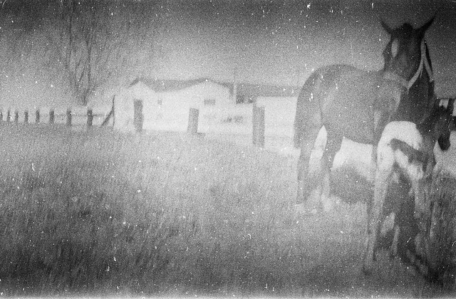 Found Film - Horse Farm