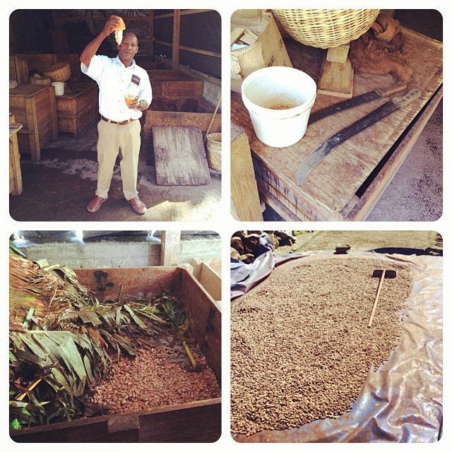 Learning how to harvest cocoa at Hotel Chocolate