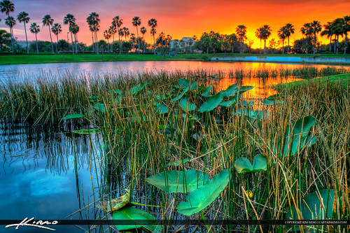 Lilypads at Lake Property Sunset Palm Beach Gardens by Captain Kimo