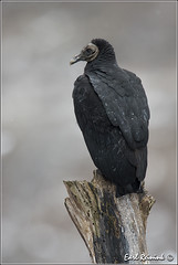 Vulture (Black)