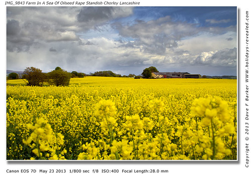 IMG_9843 Farm In A Sea Of Oilseed Rape Flowers  Standish Lancashire by Just Daves Photos