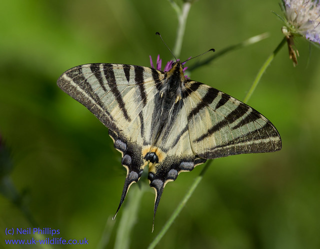 scarce swallowtial butterfly