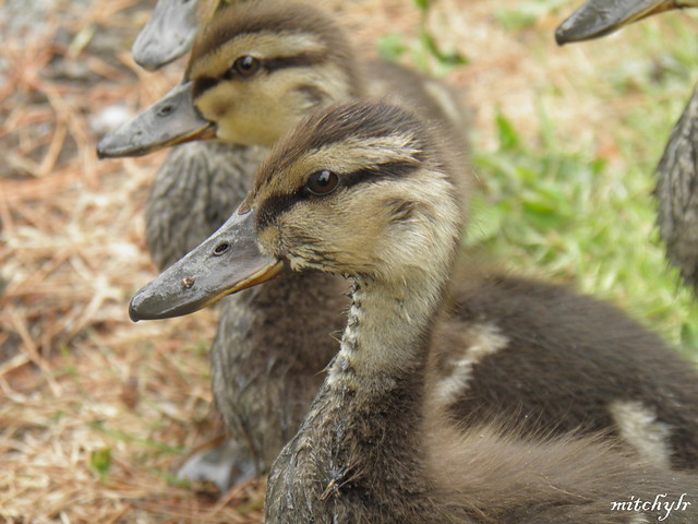 Duckling 6