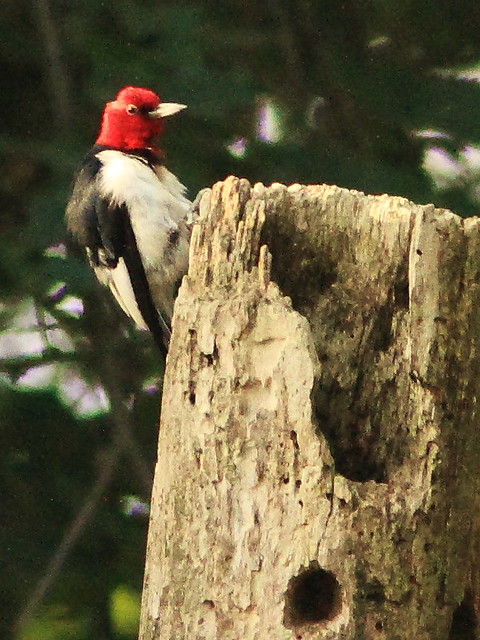 Red-headed Woodpecker -Baldy- 2-20130820
