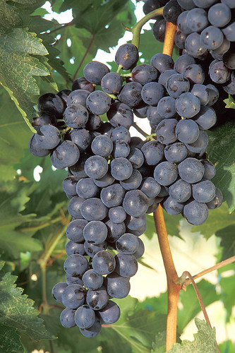 ARS scientists and NIFA-funded researchers work to improve the tools and processes to develop better grapes and grapevines. Their discoveries will make it easier for grape breeders to identify vines that combine the most desirable traits.