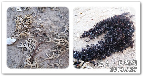 130628-金色沙灘上的珊瑚和藻類