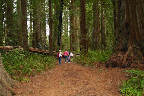 A walk at through the Redwoods