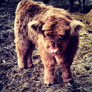 This little guy is a mere two weeks old and simply adorable! #highlandcattle #farmanimals #newhampshire #toocute