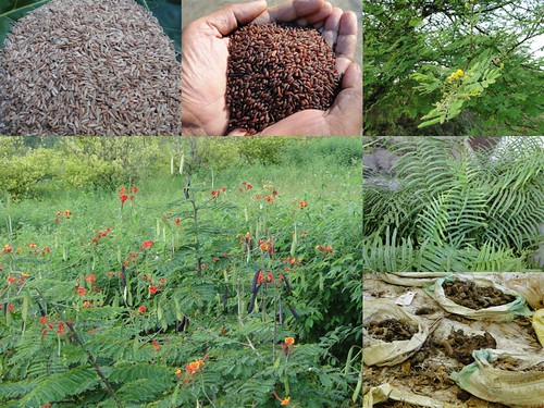 Validated Medicinal Rice Formulations for Diabetes (Madhumeha) and Cancer Complications and Revitalization of Pancreas (TH Group-143 special) from Pankaj Oudhia’s Medicinal Plant Database by Pankaj Oudhia