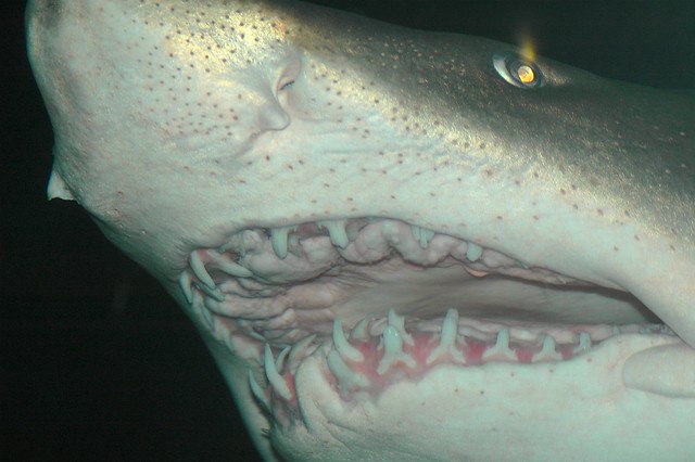 Dental Exam on a live shark, San Diego Sea World, Nov. 2004