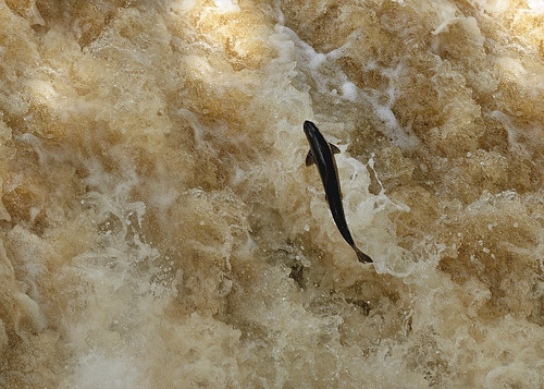 Atlantic Salmon at Stainforth Force by Andy Pritchard - Barrowford