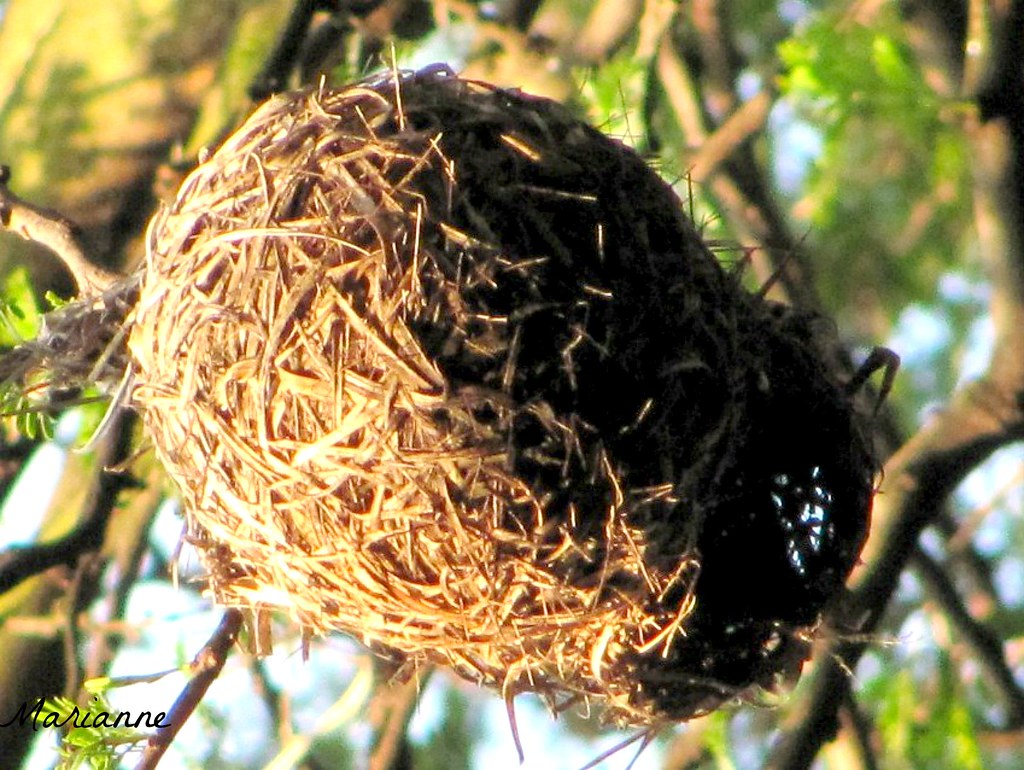Patterns Bird Nest