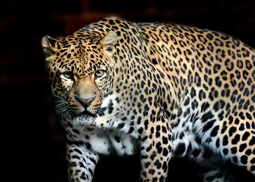 Leopardo persiano (Panthera pardus saxicolor)