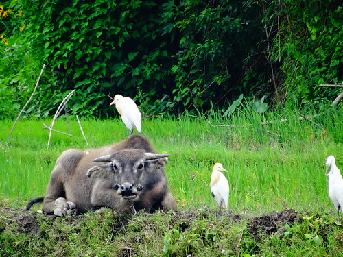 Egret on a buffalo