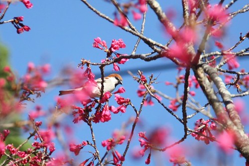 山麻雀。（圖片來源：台灣濕盟）
