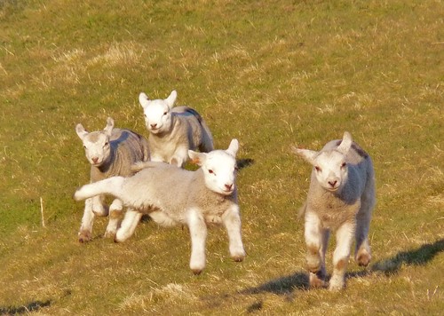 Young lambs enjoying the spring sunshine