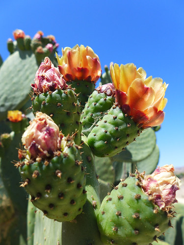 141/365: Cactus in Bloom by doglington