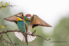 Gruccione (Bee-eater)