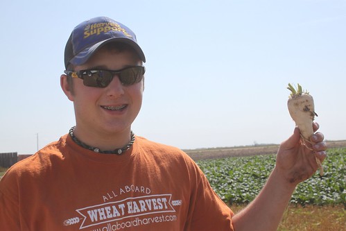Sugar beets in Nebraska!