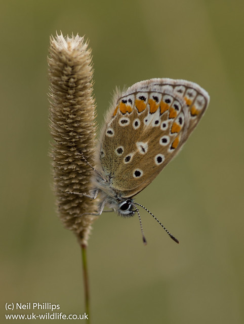 Common Blue butterfly
