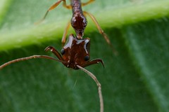 Hymenoptera (Vietnam)