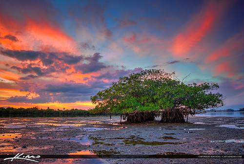 Mangrove with Beauitful Clouds After Sunset at Lake by Captain Kimo