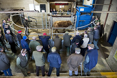 Oswestry Livestock Auctions, 2014