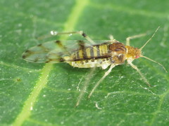 Aphids - Aphididae