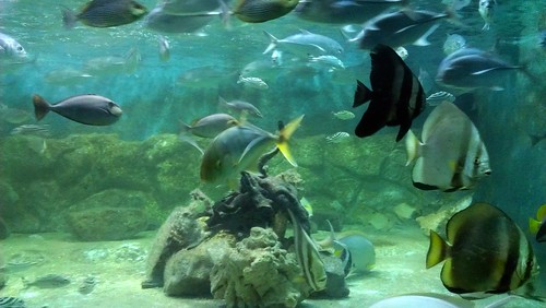 Koh Samui Aquarium サムイ島　水族館